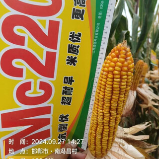 Оригинальные хорошие семена кукурузы asarum, аутентичные семена кукурузы mc220, устойчивые к высоким температурам, красная ось, засухоустойчивость, прицветники, сорт 5А, семена кукурузы mc220, один мешок, 1,5 кг.