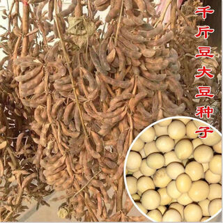 Super high yield 1000 jin jin is equal to 0.5 kg. soybean seed farmers plant high yield and high protein soybean seeds in the field. soybean seeds bawangbian 5 jin jin is equal to 0.5 kg.