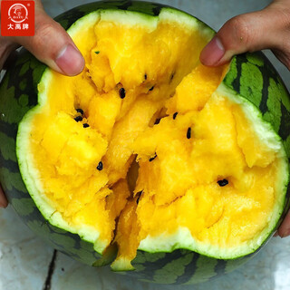 Dayu yellow heart watermelon seeds, early mature, yellow skin, red flesh, yellow flesh, special xiaofeng watermelon seeds, southern fruit, xinjinqiao watermelon seeds 100, green skin, yellow flesh