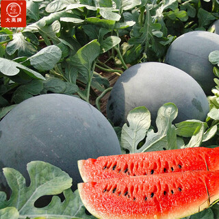 Dayu 8424 watermelon seeds are suitable for southern rock sugar unicorn melon seeds, early-maturing and thin-skinned, holiday jade unicorn watermelon seeds 300 capsules