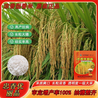 Wang yuanxing's new national-approved long-grain fragrant rice zhongxiang youlijing high-yielding genuine disease-resistant and lodging-resistant hybrid rice seed zhongxiang youlijing rice seed 1 bag (1jin jin equals 0.5kg)/free 1 bag of imported foliar fertilizer