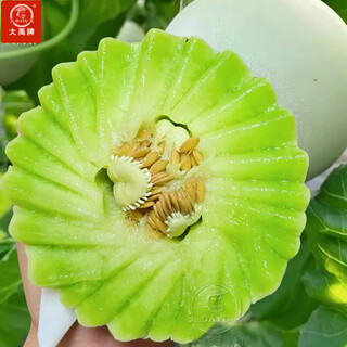 Dayu jade mushroom melon seeds white skin ice cream honey sweet muskmelon seeds super sweet and early mature jade mushroom melon seeds 30 tablets 3 bags highly sweet