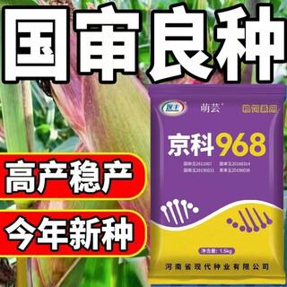 Wangyuan xingjingke 968 corn seeds, high yield, double sticks, low stems, lodging resistance, disease resistance, drought and waterlogging resistance, genuine national approved white shaft, jingke 968 new seeds, 1 bag/3 jin jin equal to 0.5 kg, 1 bag of high quality coating