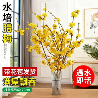 Голубой лонган, снежная ива, серебристая ива, зимняя сладость, 3 свежие ветки, новогодние цветы, сухие ветки, гидропоника, цветение под воздействием воды, волосы прямо из источника в гостиной