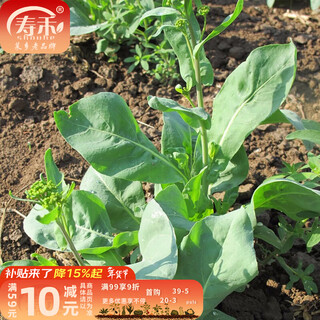 Shouhe daqingye isatis root seeds are medicinal and edible for household use in winter and spring shouguang vegetables and field planting medicinal materials isatis root seeds 100g