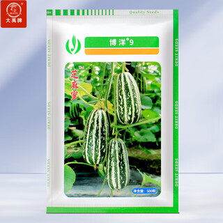 Dayu boyang no. 9 melon seed seedlings, honeydew melon, eight-mile crisp melon seeds, old varieties, authentic boyang no. 9 melon seeds, 500 cantaloupe seeds