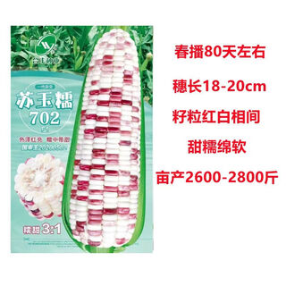 Большая площадь посева черного и белого желтого цвета, сладкая плюс восковая суперсладкая фруктовая кукуруза, высокая урожайность и ранний срок созревания, оптовая продажа Су Юнуо № 702. Один Цзинь Цзинь равен 0,5 килограмма.