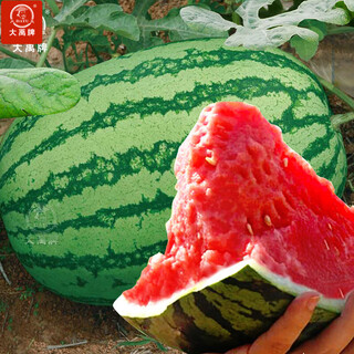 Dayu xinong no. 8 watermelon seed extra large watermelon seed selenium sand melon is suitable for early maturing fruit seeds in the north and south. kenong no. 9 extra large watermelon seed 20 capsules