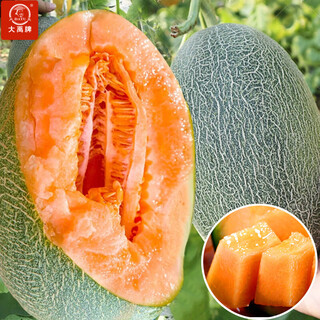 Dayu hami melon seed seedlings southern reticulated xinjiang hami melon seeds musk melon xiangyang hami melon seeds 100 fruit musk melons