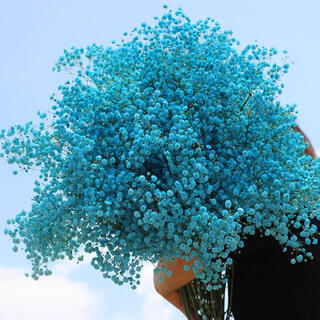 Freshly dyed baby's breath home furnishings low-level wholesale baby's breath factory custom color scene lover's grass purple freshly dyed half jin jin equal to 0.5 kg shipped