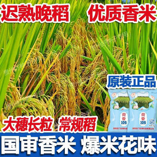 Wang yuan xing guo approval conventional rice lotus fragrance 106 high yield rice seed high quality fragrant rice long grain popcorn flavor rice seed authentic national approval fragrance rice large ear long grain popcorn flavor original authentic new seed this year good germination (1.5kg)