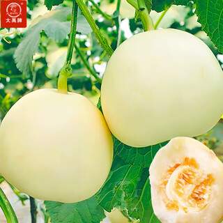 Dayu white sand honey melon seed seedlings complete seedlings genuine cantaloupe seeds old varieties sui melon extra large white sand honey melon seeds 150 cantaloupe seeds