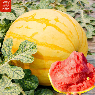 Dayu yellow heart watermelon seeds complete collection early mature yellow skin red flesh yellow flesh special xiaofeng watermelon seeds southern fruit kenong red sun yellow skin watermelon seeds 20g