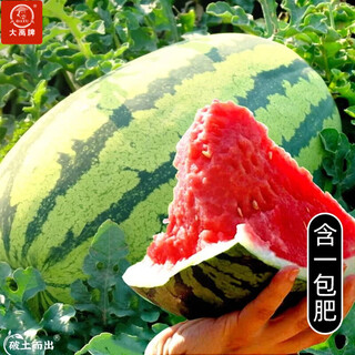 Dayu lazy man watermelon seed seedlings extra large suitable for early maturing lazy people in the south 8424 kirin melon meidu seedless fruits and vegetables lazy man king watermelon seeds 50 capsules + 1 pack of fertilizer