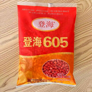 Asarum denghai 605 семена кукурузы энциклопедия семян кукурузы красный вал большая палка золотое зерно оригинальный засухоустойчивый и жилье denghai 605 4000 зерен оригинал