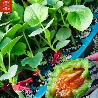 Dayu boyang no. 9 melon seed seedlings, honeydew melon, eight-mile crispy melon seed old varieties, grafted boyang no. 9 melon seedlings, 10 seedlings
