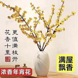 New year's eve flowers, wintersweet. wintersweet grown in water. dried branches. new year's eve flowers, hydroponic plants, bouquets. easy to grow in the living room. selected wintersweet 40cm*4 branches. delivered with flower buds. free pop-up nutrient solution.