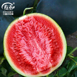 Shouhe black skin watermelon seeds guangxi black beauty seeds sweet crisp black extra large suitable for the south yuyi sweet black skin seedless watermelon seeds 50g/barrel