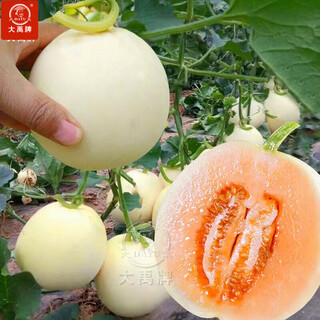 Dayuyu milky melon seeds ding brand melon seeds super sweet thin skin milky melon extra large white sand honey melon seeds about 50 capsules 2 bags
