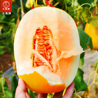 Dayu white sand honey melon seed seedlings authentic cantaloupe seeds old varieties su melon elizabeth melon seeds 10 capsules