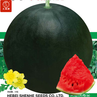 Dayu lazy man watermelon seed seedlings extra large suitable for early maturing lazy people in the south 8424 kirin melon meidu seedless fruits and vegetables black watermelon seeds 10 capsules 2 bags