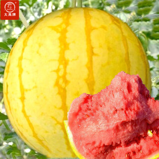 Dayu yellow skin and red flesh watermelon seeds seedlings extra large watermelon with yellow heart and yellow flesh, extra sweet and early maturing fruit seeds suitable for the south jinlinglong watermelon seeds 20 pieces yellow skin and red flesh