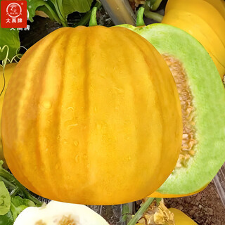 Dayu choubaguai melon seeds yellow-skinned cantaloupe seeds thin-skinned golden melon spring old variety choubaguai melon seeds yellow cantaloupe 100 capsules