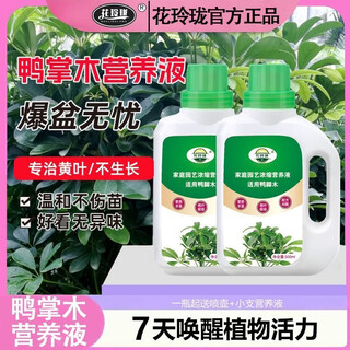 Shui mu feng duck's foot wood nutrient solution flower fertilizer duck's foot wood special fertilizer green leaf potted duck's foot wood fertilizer liquid fertilizer duck's foot wood essential nutrient solution (formula efficient upgrade) the first choice for yellow leaves and fallen leaves duck's foot wood nutrient solution three bottles free watering can