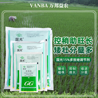 Guoguang 15% paclobutrazol, multi-effect dwarfing agent for rice seedlings, dwarf-controlling growth regulator, 40g*50 bags