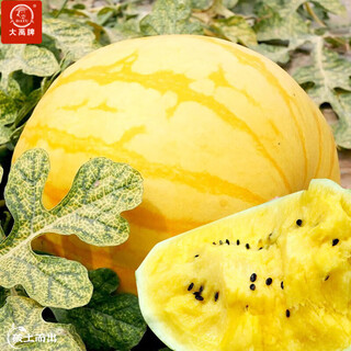Dayu yellow heart watermelon seeds, early maturity, yellow skin, red flesh, yellow flesh, special xiaofeng watermelon seeds, southern fruit, huang meiren, yellow skin, yellow flesh watermelon seeds, 20 capsules, 2 bags