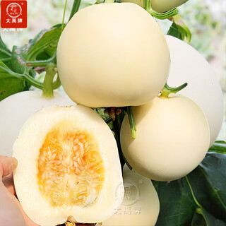 Dayu white sand honey melon seed seedlings authentic cantaloupe seeds old varieties sui melon milky no. 1 white skin melon seeds 40 capsules