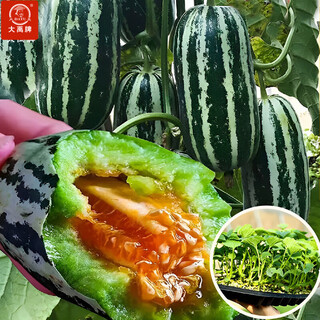 Dayu boyang no. 9 melon seed seedlings collection, honeydew melon, eight-mile crispy melon seed old variety, boyang no. 9 melon seedlings, 20 seedlings