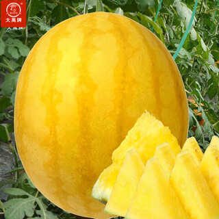 Dayu te xiaofeng watermelon seed seedlings are suitable for southern authentic old varieties with yellow skin, red flesh and yellow flesh, early maturing potted fruit seeds ansheng huangmeiren watermelon seeds 20 capsules