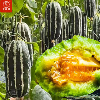 Dayu boyang no. 9 melon seed seedlings, honeydew melon, eight-mile crispy melon seeds, old varieties, boyang series xiangyang no. 9 melon seeds, 20 capsules, 2 bags