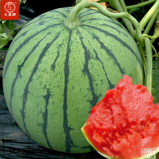 Dayu lazy man watermelon seed seedlings extra large suitable for early maturing lazy people in the south 8424 kirin melon meidu seedless fruits and vegetables meidu watermelon seeds 25 capsules
