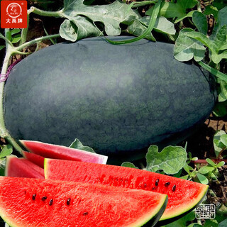 Dayu lazy man watermelon seed seedlings extra large suitable for early maturing lazy man in the south 8424 kirin melon meidu seedless fruits and vegetables big fruit black beauty watermelon seeds 20 capsules 2 bags of black skin