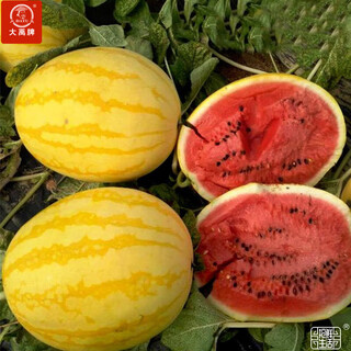 Dayu yellow heart watermelon seeds complete collection early maturity yellow skin red flesh yellow flesh special xiaofeng watermelon seeds southern fruit futian jinlinglong watermelon seeds 30 simple packs