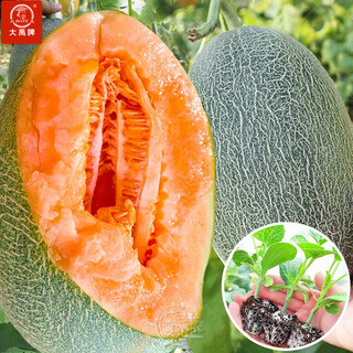 Dayu melon seedlings, cantaloupe seedlings, seedlings, north and south fruits, cantaloupe melon seedlings, seedlings with soil, 10 trees