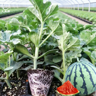 Dayu lazy man watermelon seed seedlings extra large suitable for early maturing lazy people in the south 8424 kirin melon meidu seedless fruits and vegetables kirin watermelon seedlings with soil seedlings 10