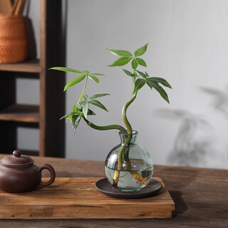 Eight-bud money tree, small potted flowers, hydroponic plants, living room desktop green plants, indoor four-season money tree, easy to grow in the office, double-pole money tree - small blue bottle - with purple sand holder and basin