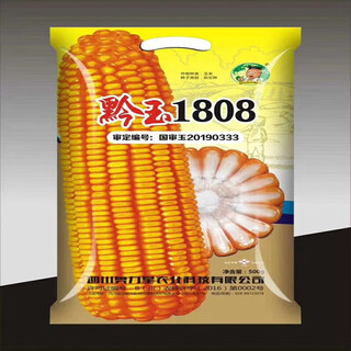 Asarum qianyu 1808 hybrid field corn seed, stable yield, big stick, disease resistance, lodging resistance and drought resistance, feed for southern spring and autumn planting qianyu 1808 (original one jin jin is equal to 0.5 kg)