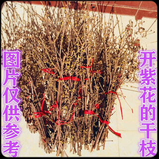 Dry branches with buds bloom when exposed to water, cold-resistant dry flowers for indoor desks and balconies, suitable for hydroponics in all seasons, 40 dry branches with purple flowers, no pots included
