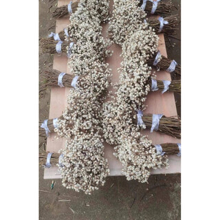 Jatu dace dried flowers, dried branches, small white fruits, chinese tallow fruit bouquets, flower arrangements, pine tree decorative branches, plants, christmas trees, nordic style bouquets, this year’s new harvest of small white fruits, 1jin jin is equal to 0.5kg (15-25cm), dried flower package