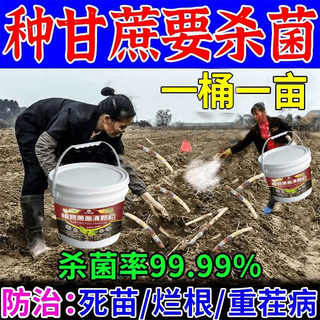 Pick up the cat and manage it for ten years. the soil-borne disease agent for sugar cane, vegetables and fruits can condition the soil to resist heavy cropping and solve root rot. the soil is resistant to disease. plant sugar cane first, 5 barrels.