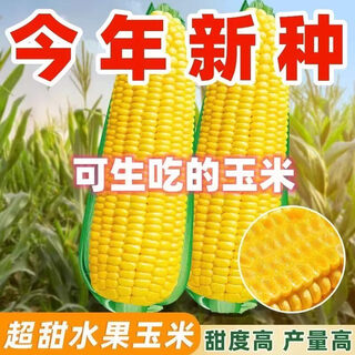 Jingxi fruit corn seeds super sweet, heat resistant, high yield extra large sweet corn seeds for field balcony planting white glutinous rice corn seeds 200-2 packs guaranteed-