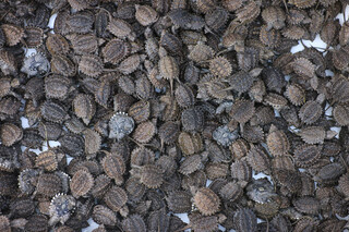 Oimg small snapping turtle live seedling pet turtle size active ornamental turtle water turtle crocodile turtle mixed buddha new product snapping turtle 5-6 cm