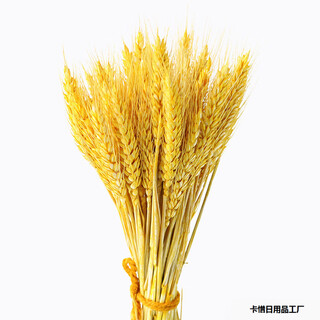 Barley flower basket wholesale wheat ears dried flower bouquet opening decoration ornaments pastoral scenery props flower weaving yellow box (one hundred bunches)