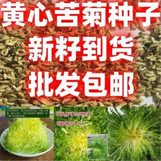 Yellow-hearted bittersweet seeds are planted in four seasons, spring, autumn and winter in courtyards, fields and balcony potted vegetable crop seeds. one jin jin is equal to 0.5 kilograms. yellow-hearted bittersweet seeds