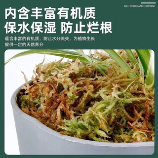 Dried moss special soil for orchids, special moss planting for phalaenopsis, dendrobium nutrition, soil ball orchid sphagnum paving, dry sphagnum moss 6l 1 pack