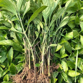 Pulian medicinal material seedlings, nanbanlan root seedlings, high-quality large green leaf chinese medicinal material seedlings, malan seedlings, suitable for planting in the field and courtyard, 20 trees